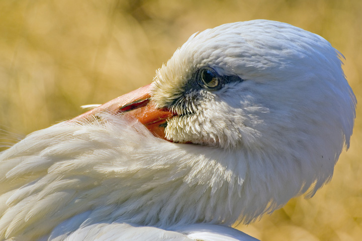 The Eye Of The White Stork