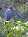 Little Blue Heron Egretta caerulea
