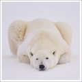 - Frosty Bear -