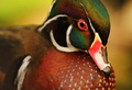 Autumn Wood Duck