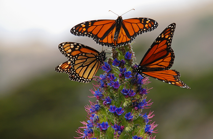 Monarchs by Three