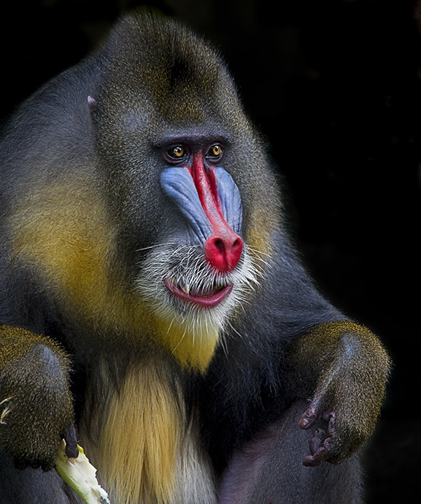 Mandrill Colors