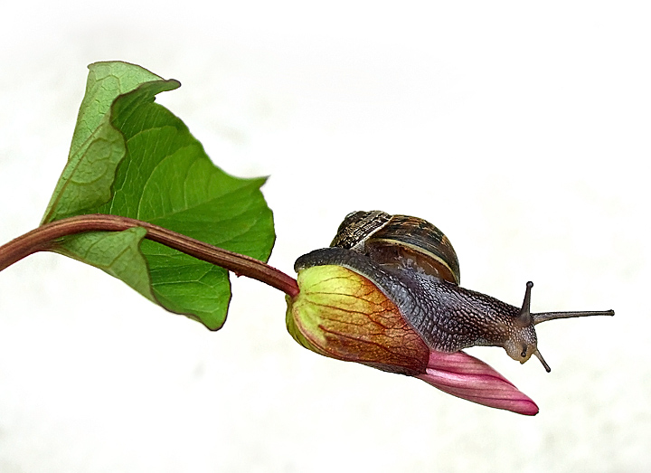 Out on a Limb