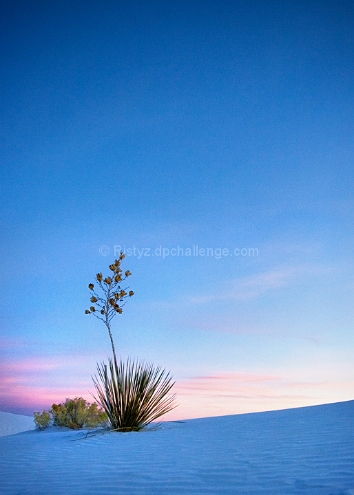 The Blue Desert