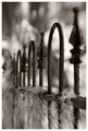 In my dream, I stood before a moss-draped iron fence...