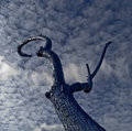 the cloud tree