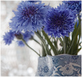 Cornflower blue