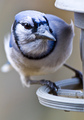 Blue Jay Up Close and Personal