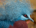  Blue Crowned Pigeon