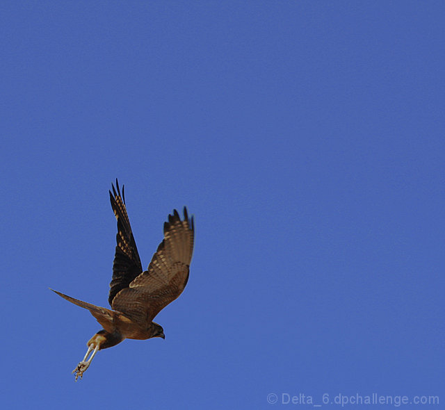 Into the Wild Blue Yonder