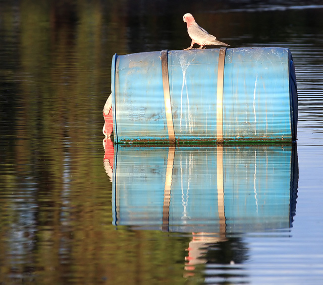 Bird Perch