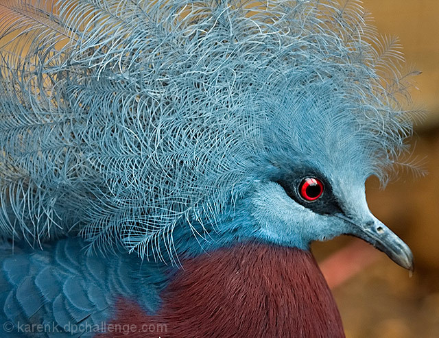  Blue Crowned Pigeon