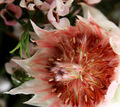 Red Centre of an Australian Native