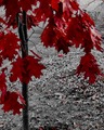 Autumn Leaves