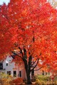 Fredonia Fall