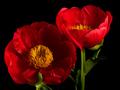 Peonies from Peru