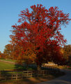 Flame Tree