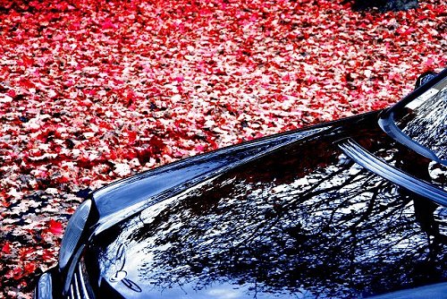 AUTUMN LEAVES
