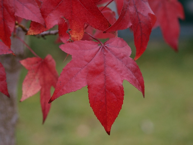 Couleur Automne