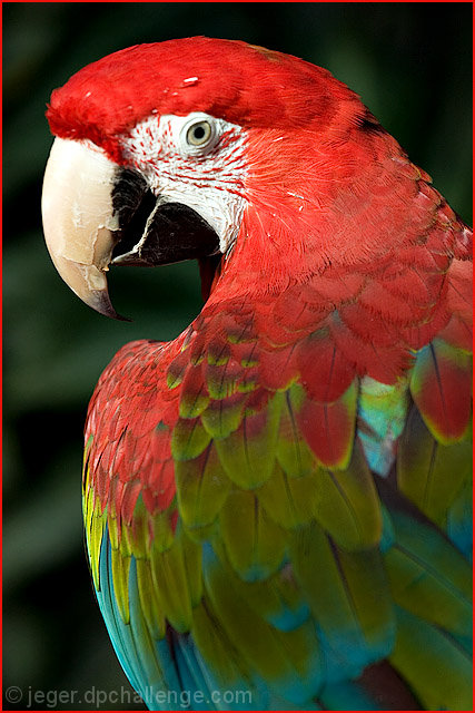 Red Macaw