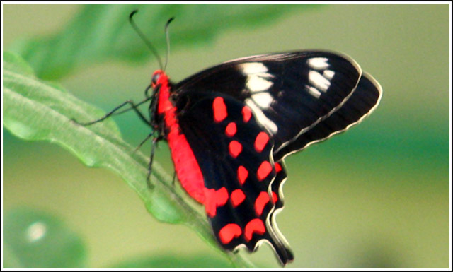 butterfly