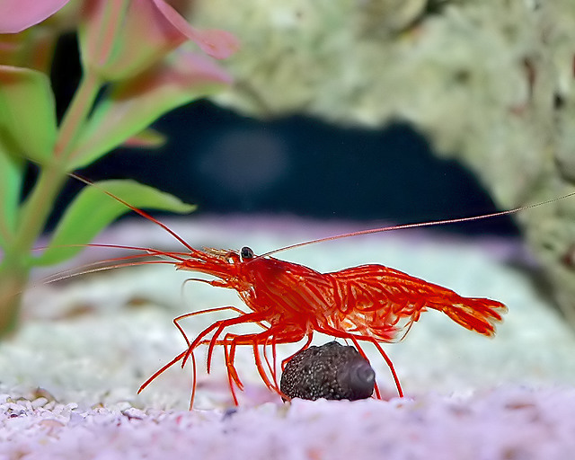 Peppermint shrimp