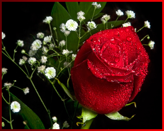 A Glistening Red Rose