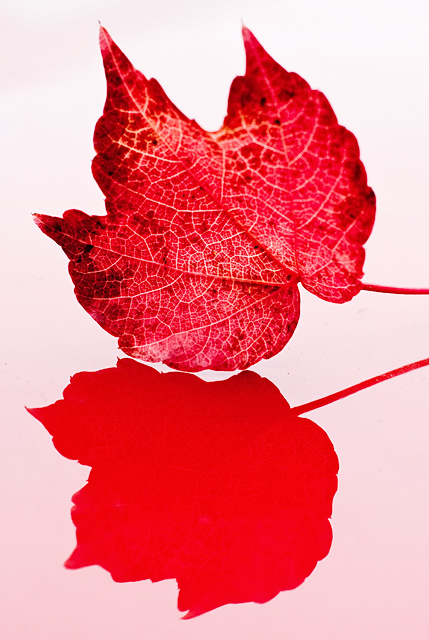 Genuine red blooded Maple leaf