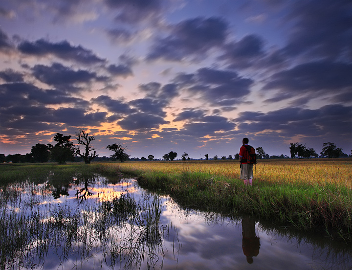 In the Rice Fields of South East Asia