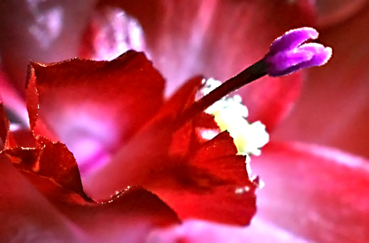 What Kind of Flower