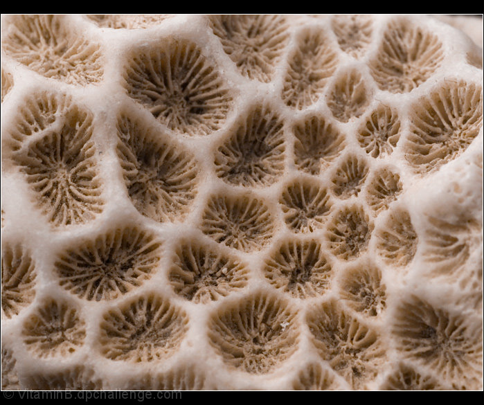 Cells