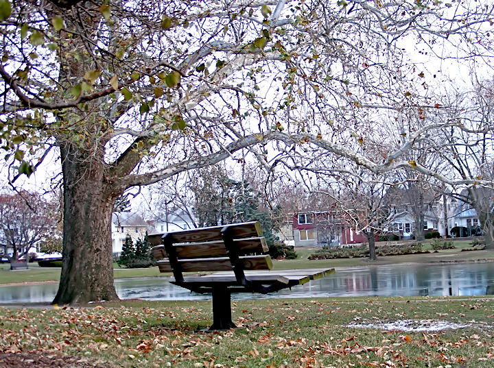 First Ice on the Pond