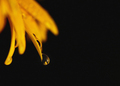 A Flower's Tears