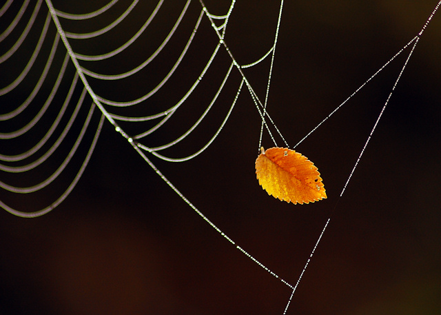 Suspended in Silk