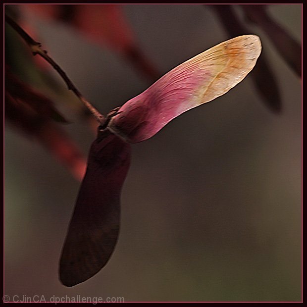 Ready to Fly Away on Gossamer Wings