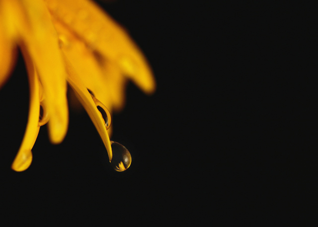 A Flower's Tears