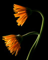 Gerbera Glow