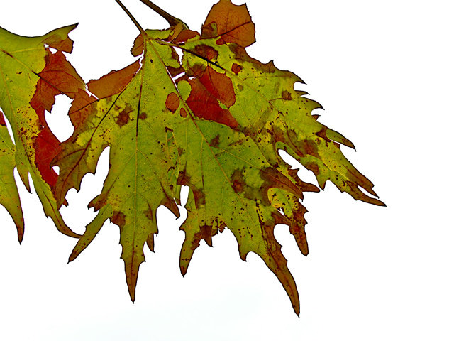 Before the Fall