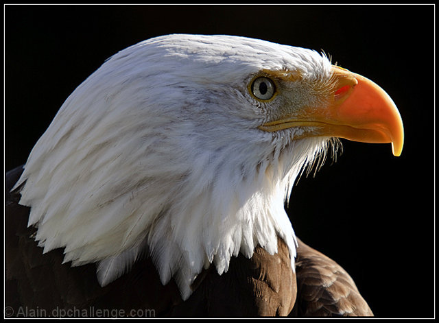 White Crowned