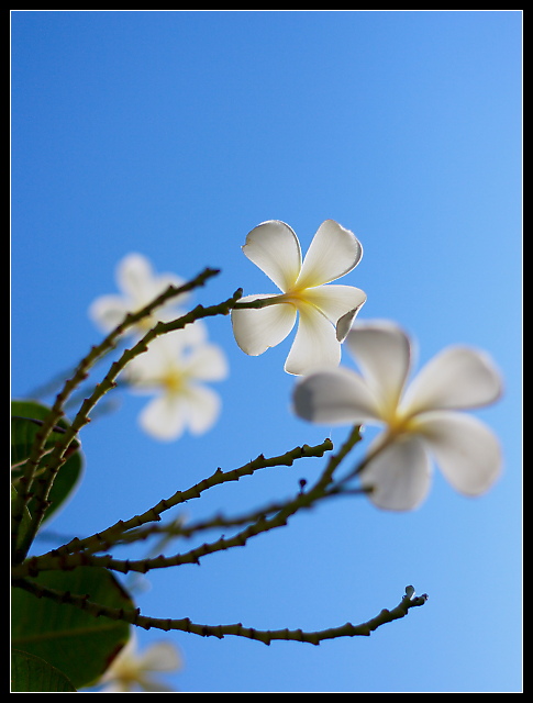 Reach for the sun