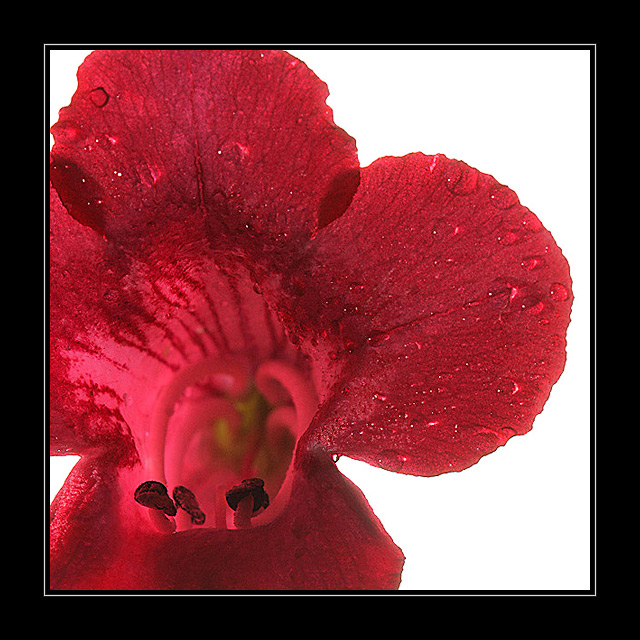 Penstemon Rubicundus