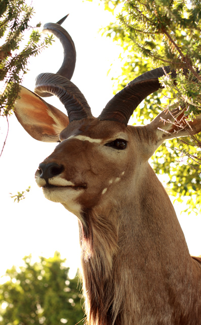 Kudu