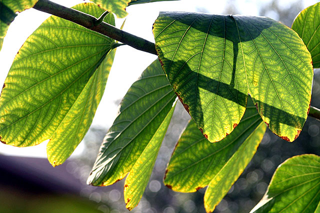 Orchid Tree Leaves
