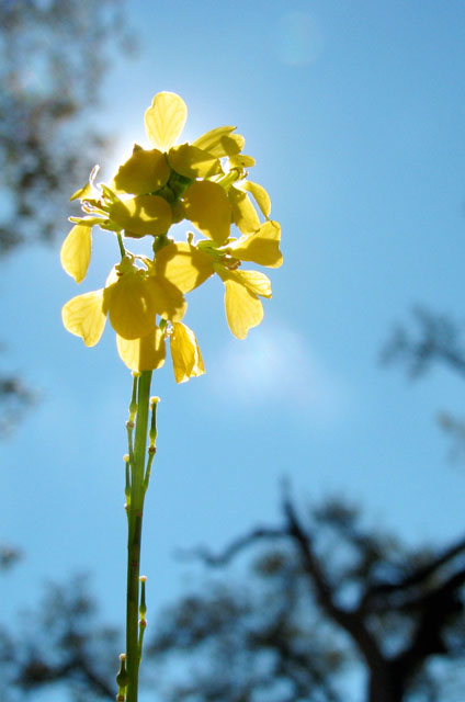 Flower of the Sun