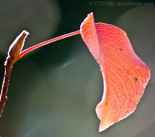 Leaf (Bradford Pear Tree)