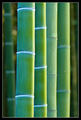 Green Bamboo