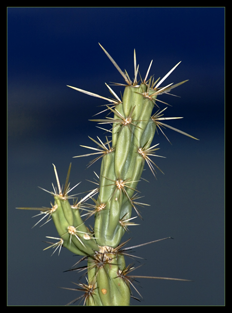 Spines