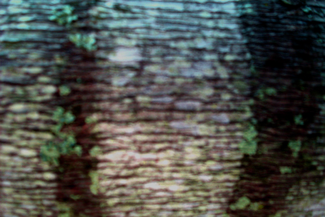 Lines on Tree