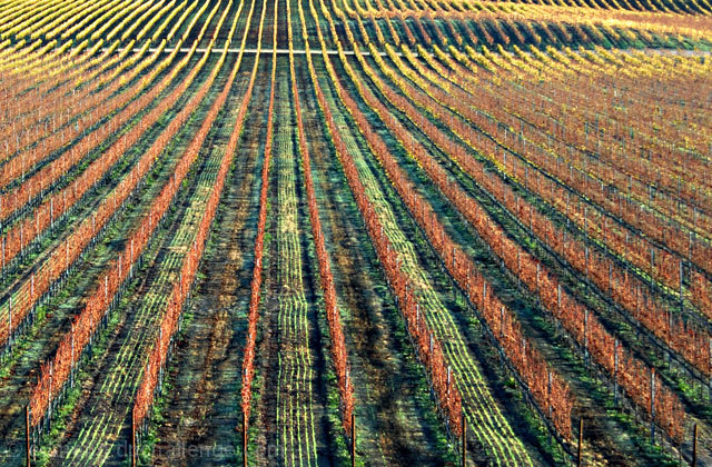 Vineyard in the Fall