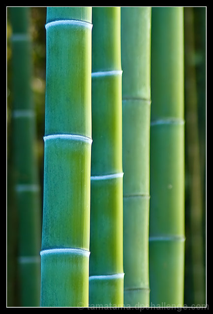 Green Bamboo